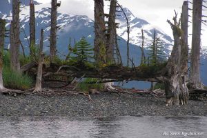 2m-Circle of Life New Trees Growing Out of an Old Tree in Prince William Sound.jpg